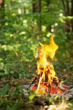 Ormanda şenlik ateşi.