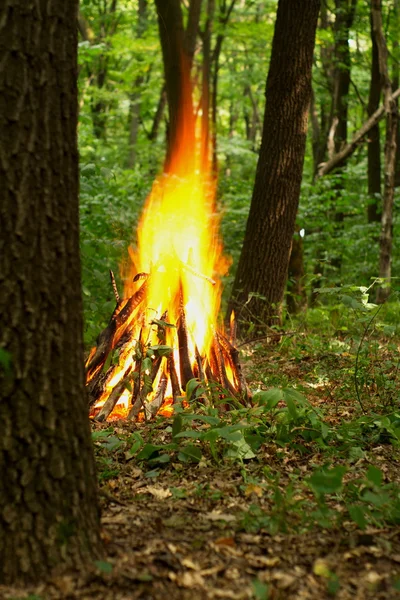 Bonfire in the forest. — Stock Photo, Image