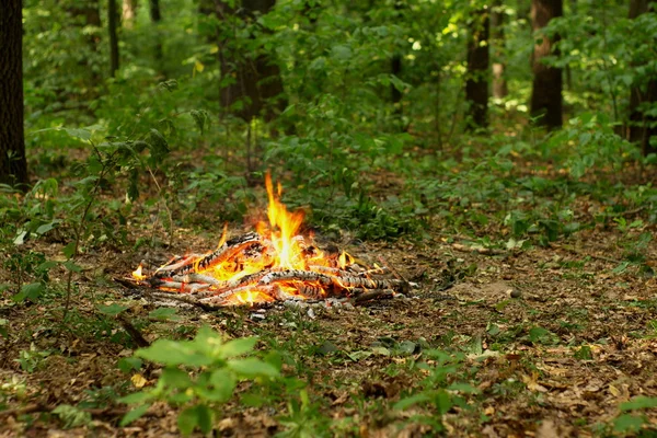 Ormanda şenlik ateşi.