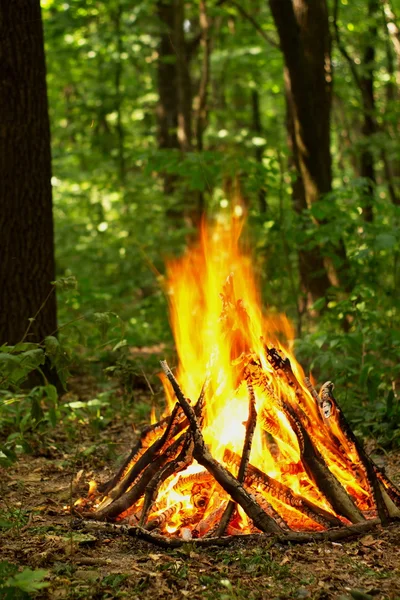 Bonfire in the forest. — Stock Photo, Image