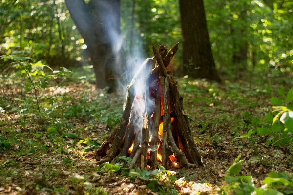 Bonfire in the forest. — Stock Photo, Image