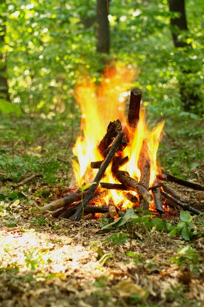 Bonfire in the forest. — Stock Photo, Image