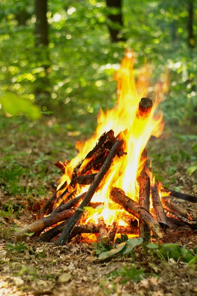 Bonfire in the forest. — Stock Photo, Image