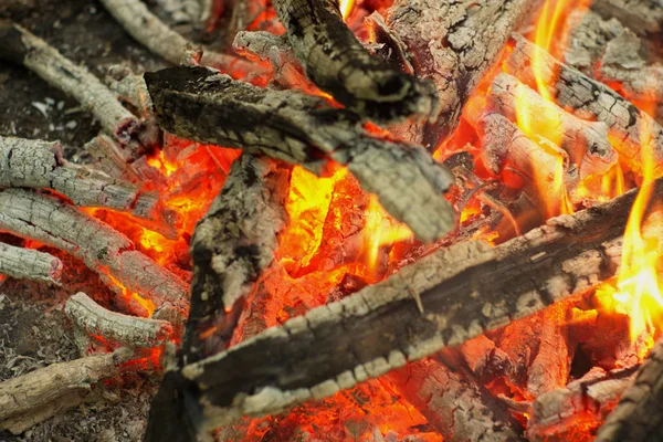 Oheň v lese. — Stock fotografie