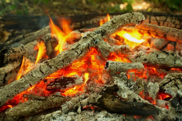 Bonfire in the forest. — Stock Photo, Image