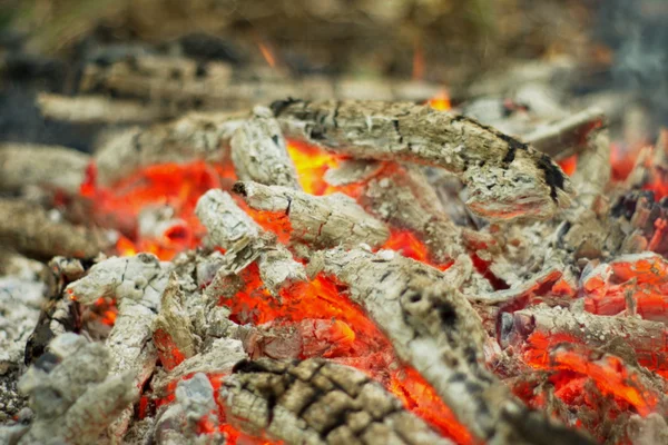 Hoguera en el bosque. — Foto de Stock