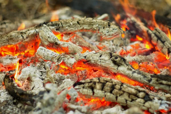 Hoguera en el bosque. — Foto de Stock