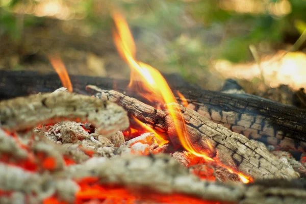 Ormanda şenlik ateşi.