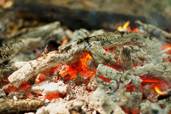 Oheň v lese. — Stock fotografie