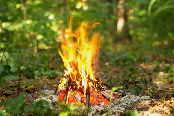 Ormanda şenlik ateşi.