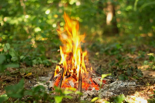 Lagerfeuer im Wald. — Stockfoto