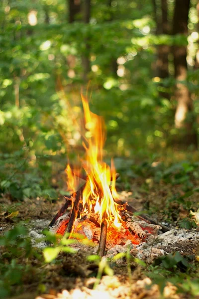 Ormanda şenlik ateşi.