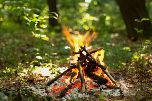Ormanda şenlik ateşi.