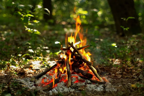 Ormanda şenlik ateşi.