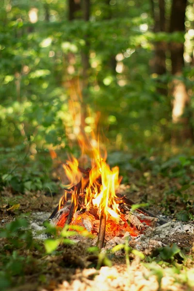 Ormanda şenlik ateşi.