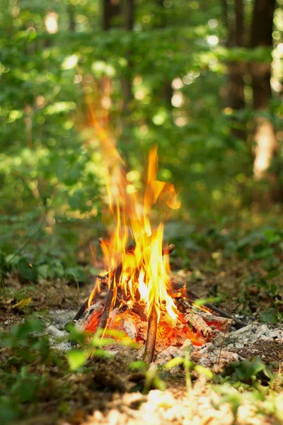 Ormanda şenlik ateşi.