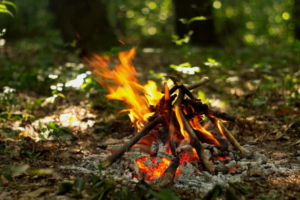 Ormanda şenlik ateşi.