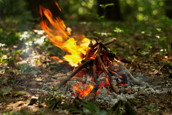 Lagerfeuer im Wald. — Stockfoto