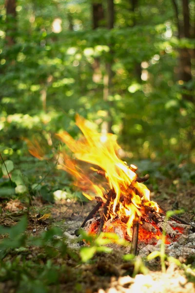 Ormanda şenlik ateşi.