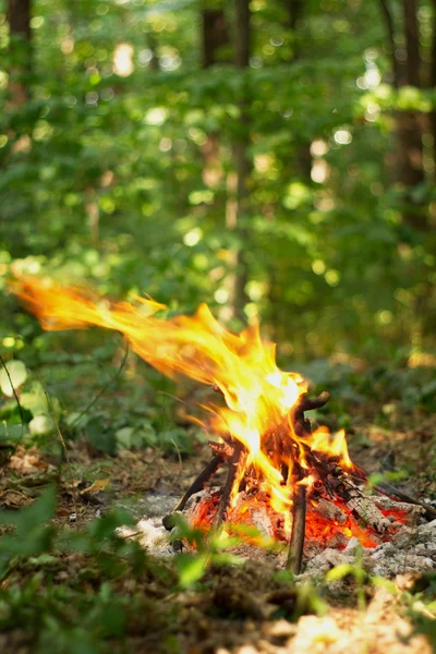 Bonfire in the forest. — Stock Photo, Image