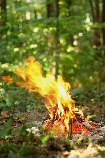 Ormanda şenlik ateşi.