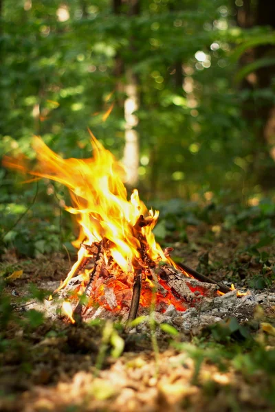 Ormanda şenlik ateşi.