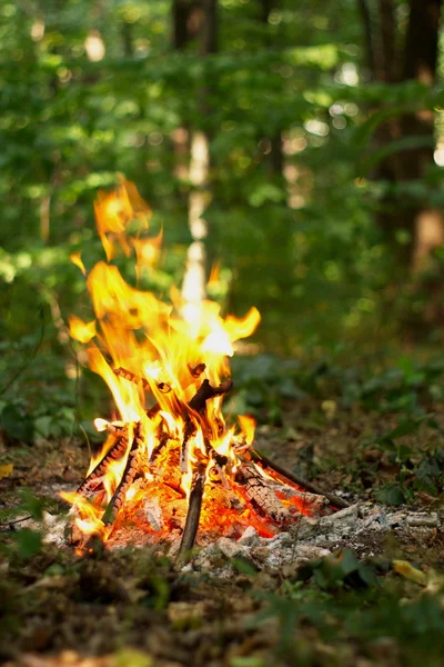Ormanda şenlik ateşi.