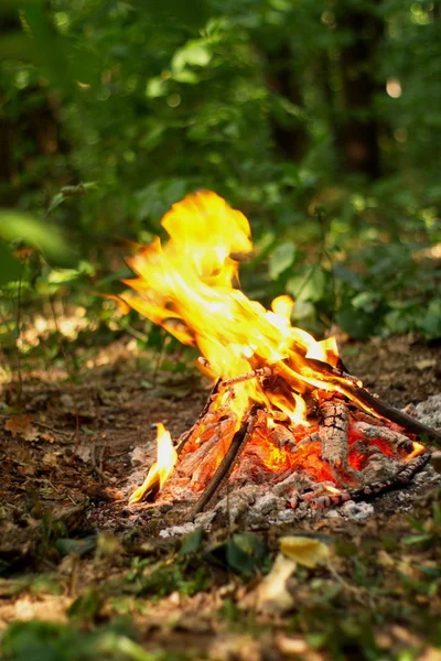 Bonfire in the forest. — Stock Photo, Image