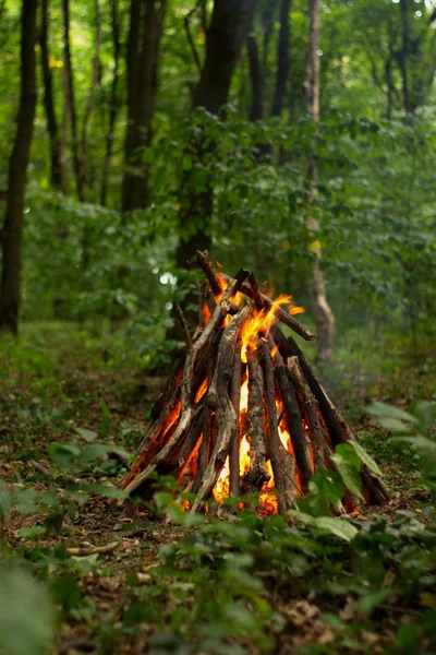 Feu de joie dans la forêt. — Photo