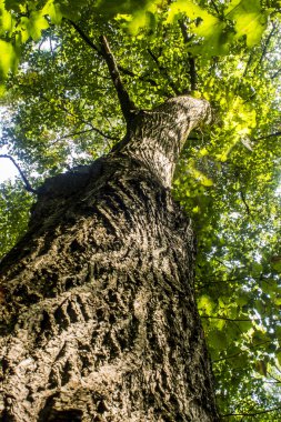 yeşil meşe ağacı