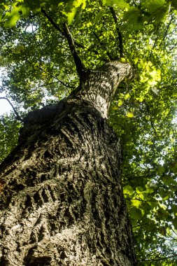 yeşil meşe ağacı