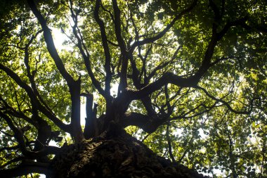 yeşil meşe ağacı