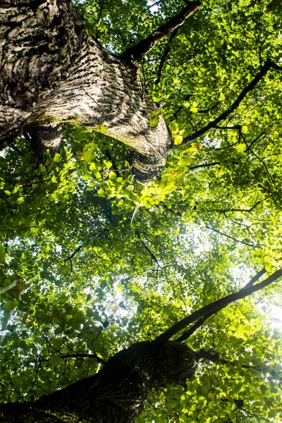 Roble verde —  Fotos de Stock