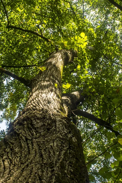 Roble verde —  Fotos de Stock