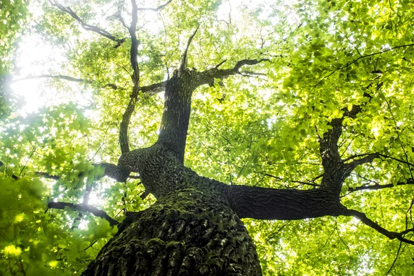 Roble verde — Foto de Stock