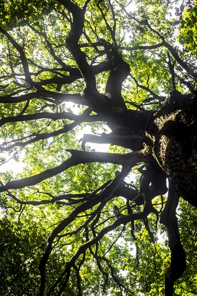 Roble verde — Foto de Stock