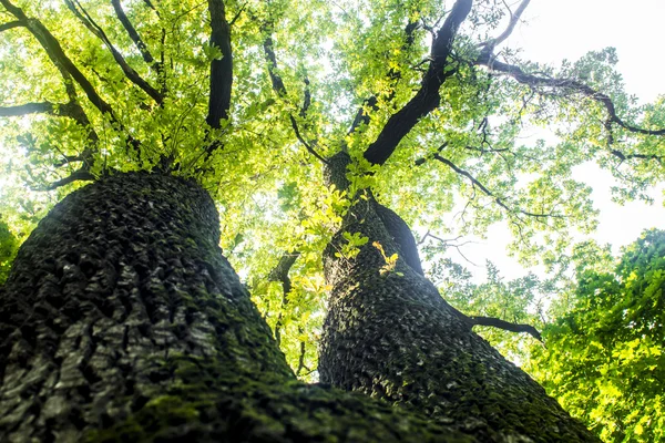 Roble verde — Foto de Stock