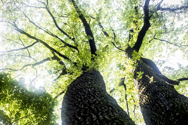Зелений дуба дерево — стокове фото