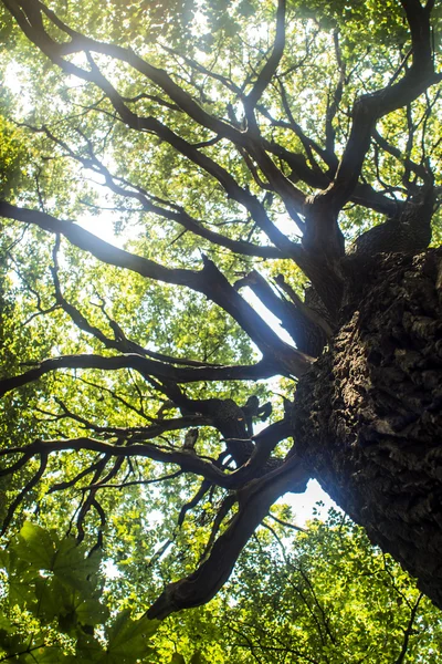 Roble verde — Foto de Stock