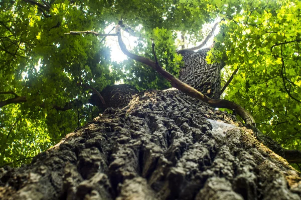 Roble verde —  Fotos de Stock