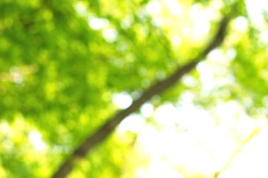 Yeşil arkaplanda soyut parlayan ışık