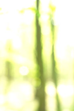 Yeşil arkaplanda soyut parlayan ışık