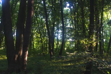 Yeşil arkaplanda soyut parlayan ışık