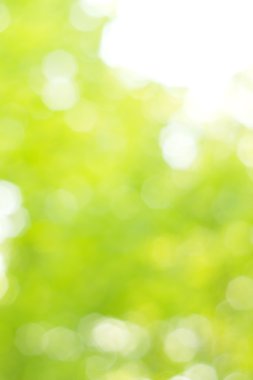 soyut dairesel yeşil bokeh arkaplanı.