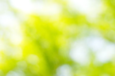 soyut dairesel yeşil bokeh arkaplanı.