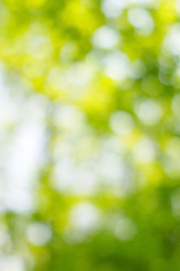 soyut dairesel yeşil bokeh arkaplanı.