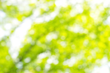 soyut dairesel yeşil bokeh arkaplanı.