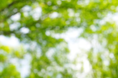 soyut dairesel yeşil bokeh arkaplanı.