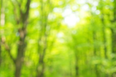 soyut dairesel yeşil bokeh arkaplanı.