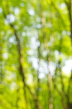 soyut dairesel yeşil bokeh arkaplanı.